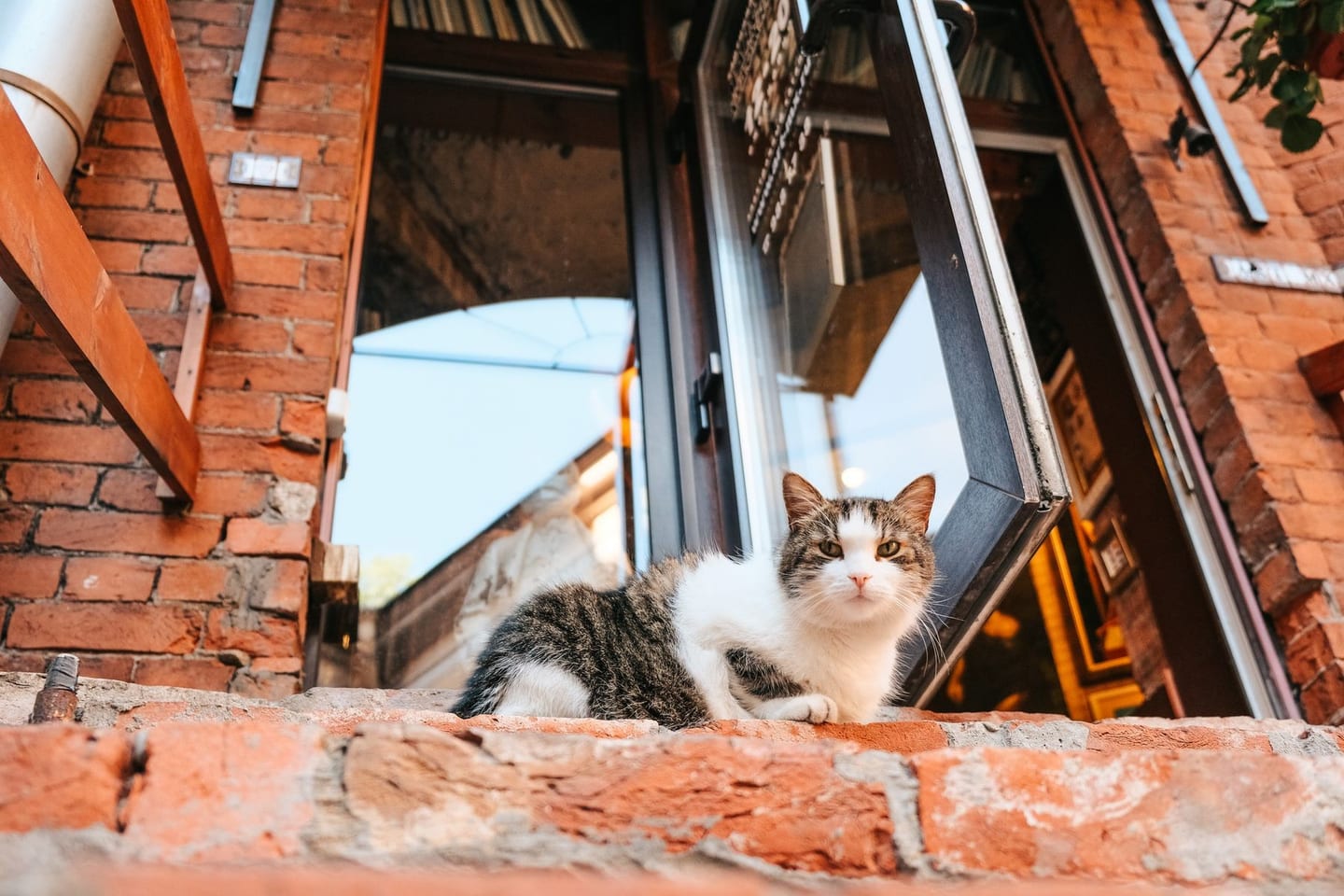 Pet Companion Scrapbook Input